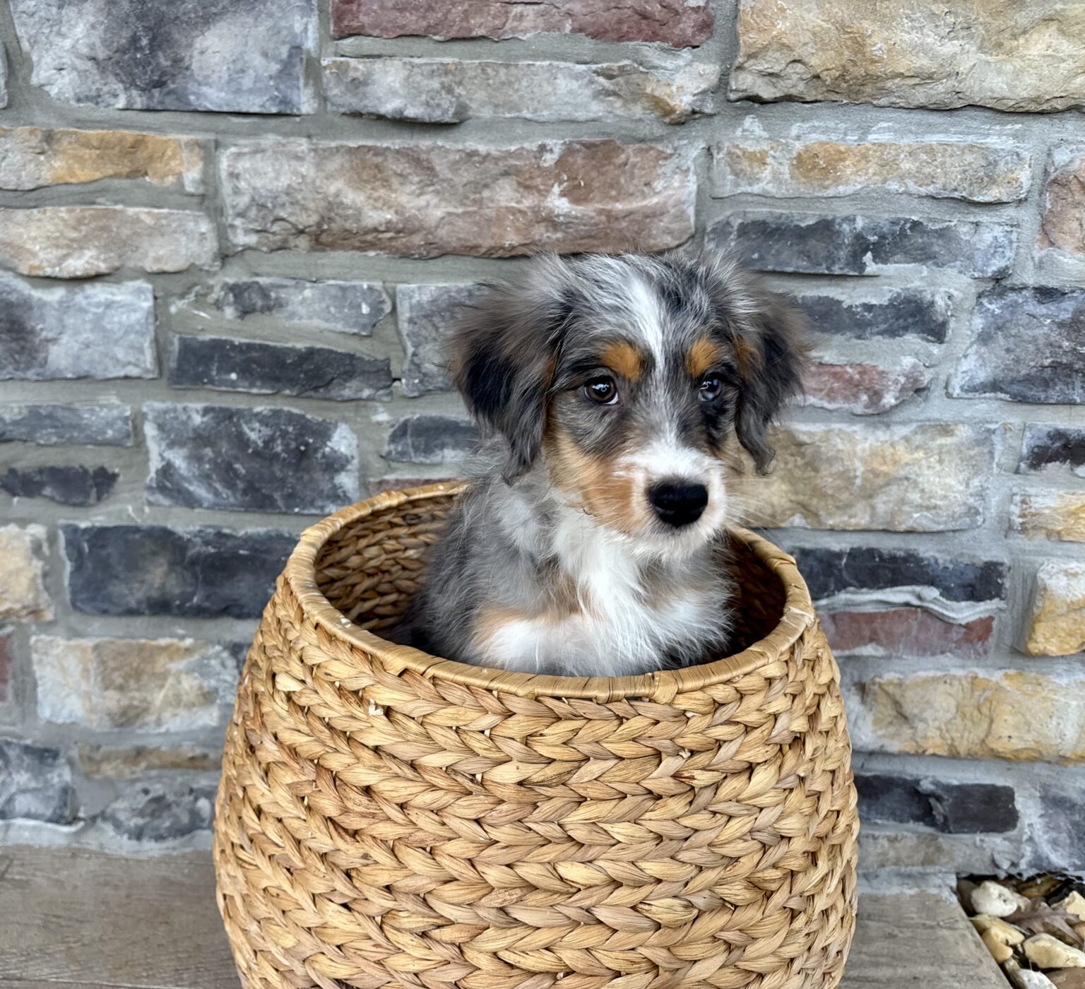 I am just a tiny baby and would love to join your family soon! Of course, you can’t see how cute and curly I will be when I get older, so the Dog Club will send updated photos when I am about 6 to 7 weeks old, if you choose to adopt me. Infant puppy deposits are refundable or transferrable.