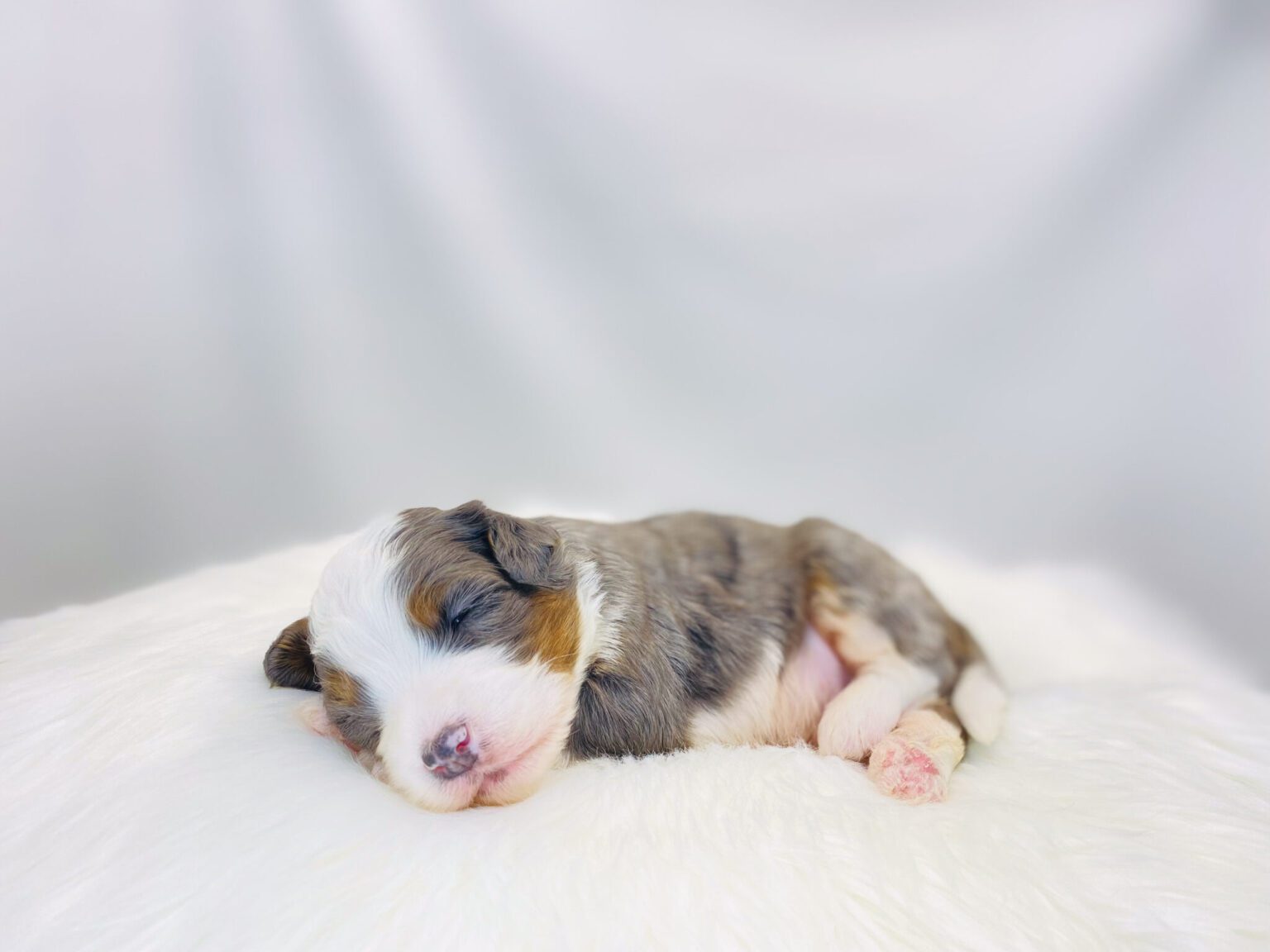 I am just a tiny baby and would love to join your family soon! Of course, you can’t see how cute and curly I will be when I get older, so the Dog Club will send updated photos when I am about 6 to 7 weeks old, if you choose to adopt me. Infant puppy deposits are refundable or transferrable.