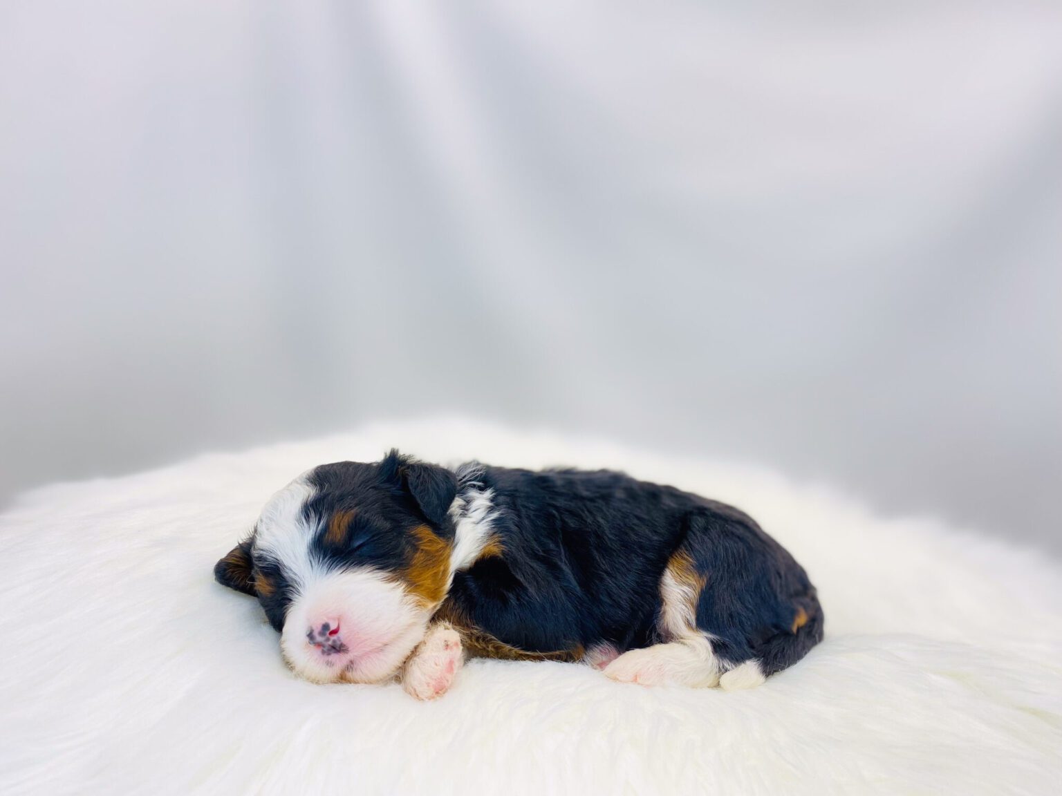 I am just a tiny baby and would love to join your family soon! Of course, you can’t see how cute and curly I will be when I get older, so the Dog Club will send updated photos when I am about 6 to 7 weeks old, if you choose to adopt me. Infant puppy deposits are refundable or transferrable.