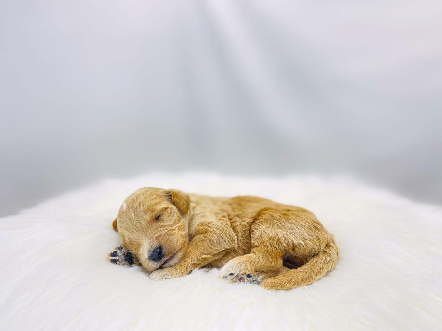 I am just a tiny baby and would love to join your family soon! Of course, you can’t see how cute and curly I will be when I get older, so the Dog Club will send updated photos when I am about 6 to 7 weeks old, if you choose to adopt me. Infant puppy deposits are refundable or transferrable.