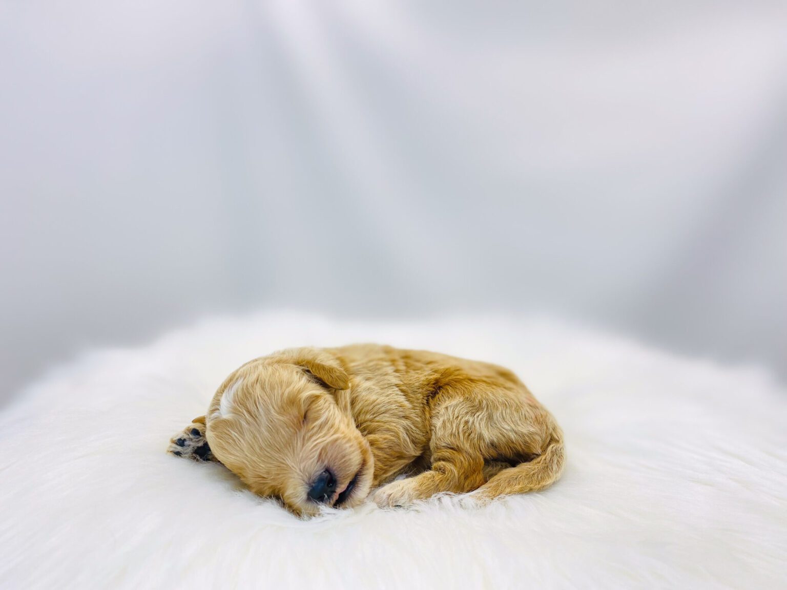 I am just a tiny baby and would love to join your family soon! Of course, you can’t see how cute and curly I will be when I get older, so the Dog Club will send updated photos when I am about 6 to 7 weeks old, if you choose to adopt me. Infant puppy deposits are refundable or transferrable.