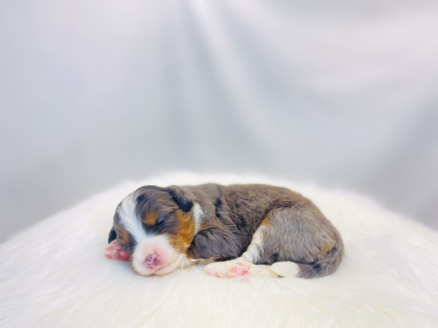 I am just a tiny baby and would love to join your family soon! Of course, you can’t see how cute and curly I will be when I get older, so the Dog Club will send updated photos when I am about 6 to 7 weeks old, if you choose to adopt me. Infant puppy deposits are refundable or transferrable.