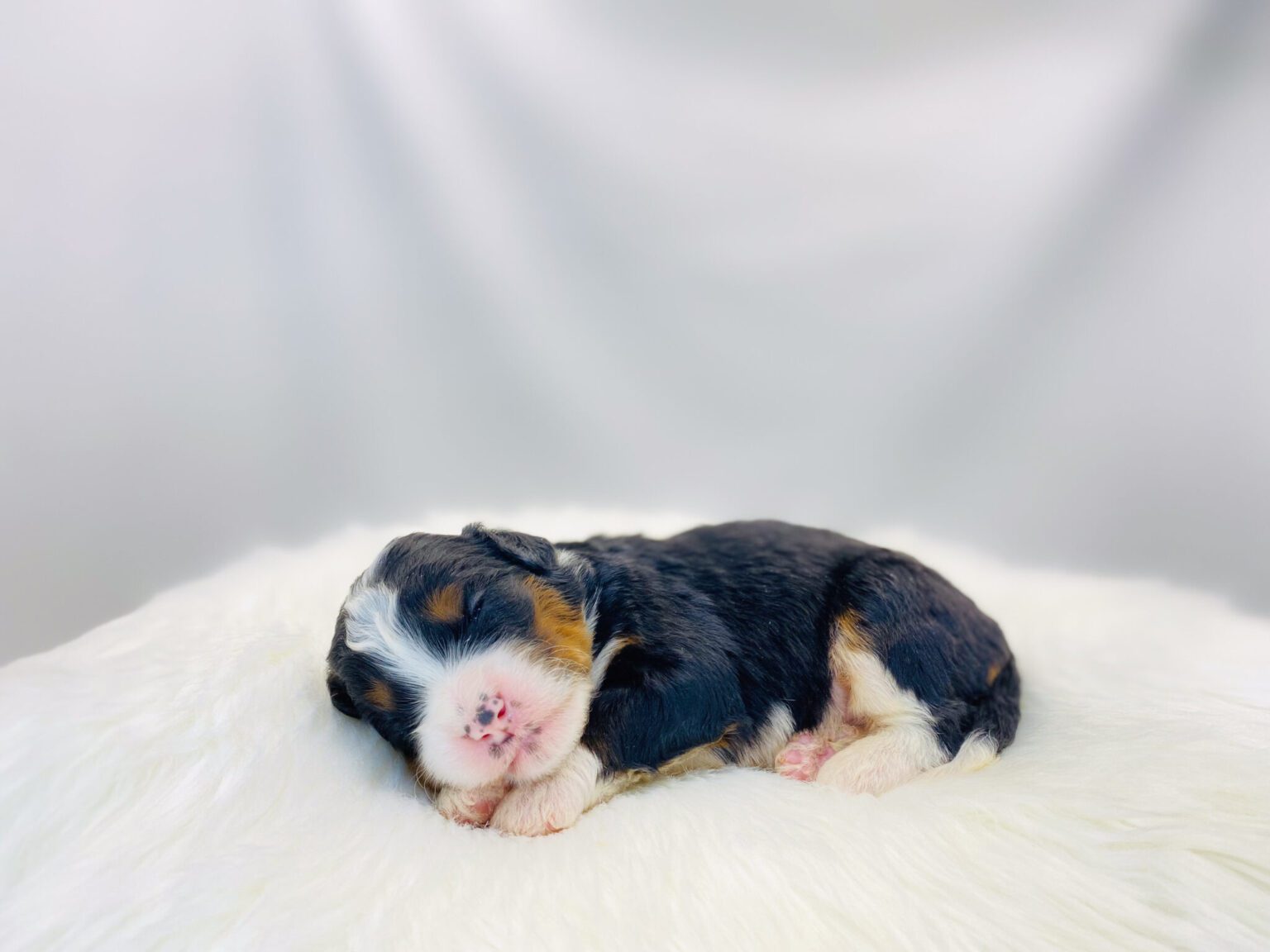 I am just a tiny baby and would love to join your family soon! Of course, you can’t see how cute and curly I will be when I get older, so the Dog Club will send updated photos when I am about 6 to 7 weeks old, if you choose to adopt me. Infant puppy deposits are refundable or transferrable.