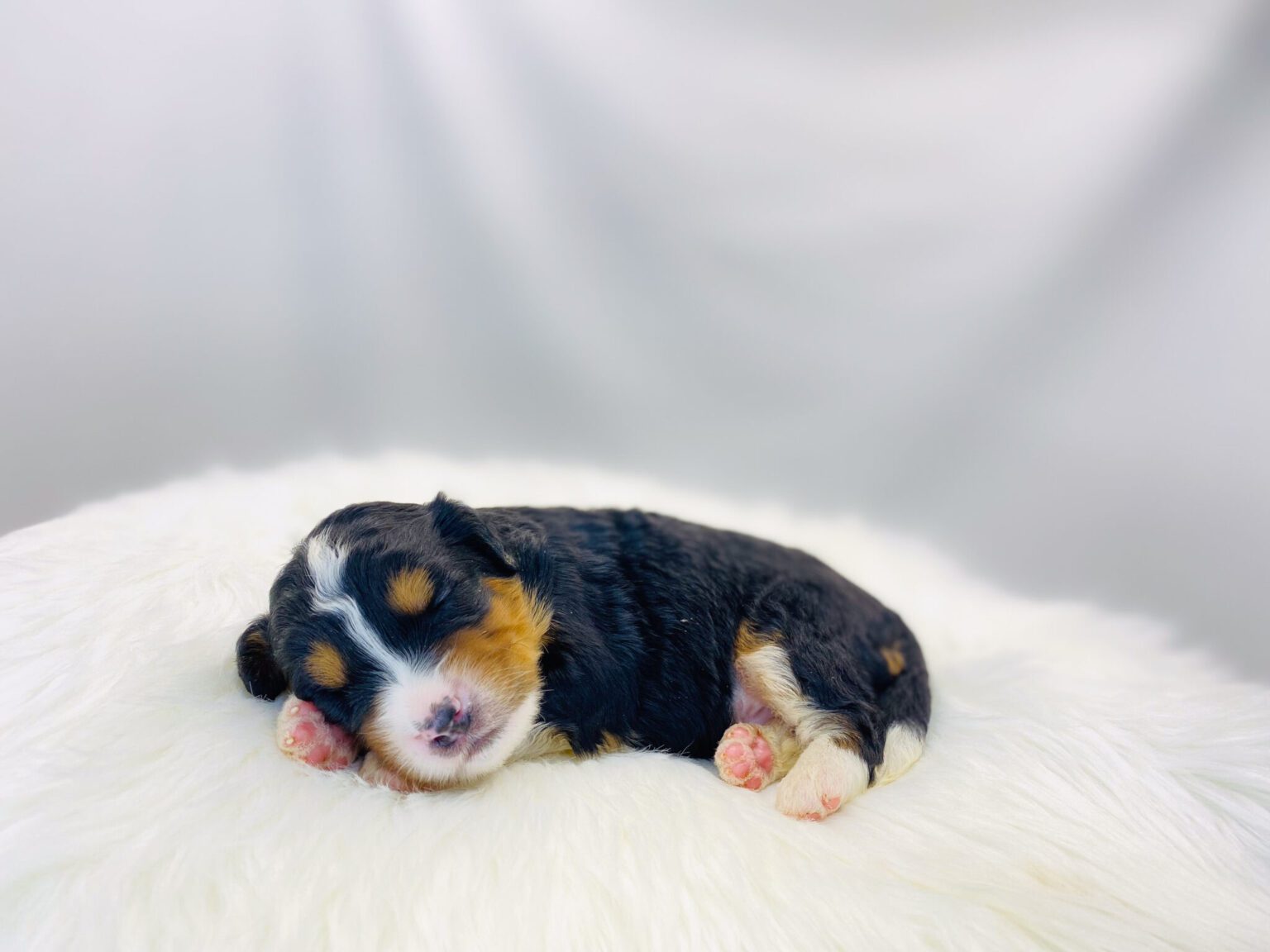 I am just a tiny baby and would love to join your family soon! Of course, you can’t see how cute and curly I will be when I get older, so the Dog Club will send updated photos when I am about 6 to 7 weeks old, if you choose to adopt me. Infant puppy deposits are refundable or transferrable.