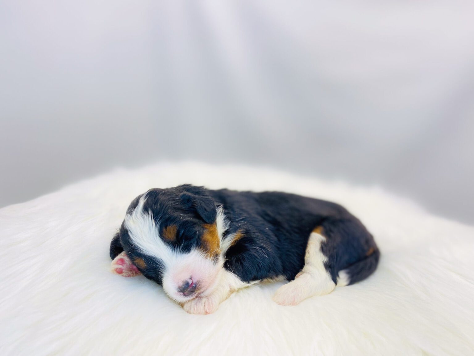 I am just a tiny baby and would love to join your family soon! Of course, you can’t see how cute and curly I will be when I get older, so the Dog Club will send updated photos when I am about 6 to 7 weeks old, if you choose to adopt me. Infant puppy deposits are refundable or transferrable.