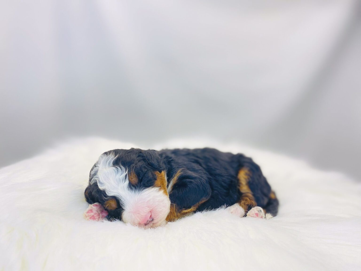 I am just a tiny baby and would love to join your family soon! Of course, you can’t see how cute and curly I will be when I get older, so the Dog Club will send updated photos when I am about 6 to 7 weeks old, if you choose to adopt me. Infant puppy deposits are refundable or transferrable.