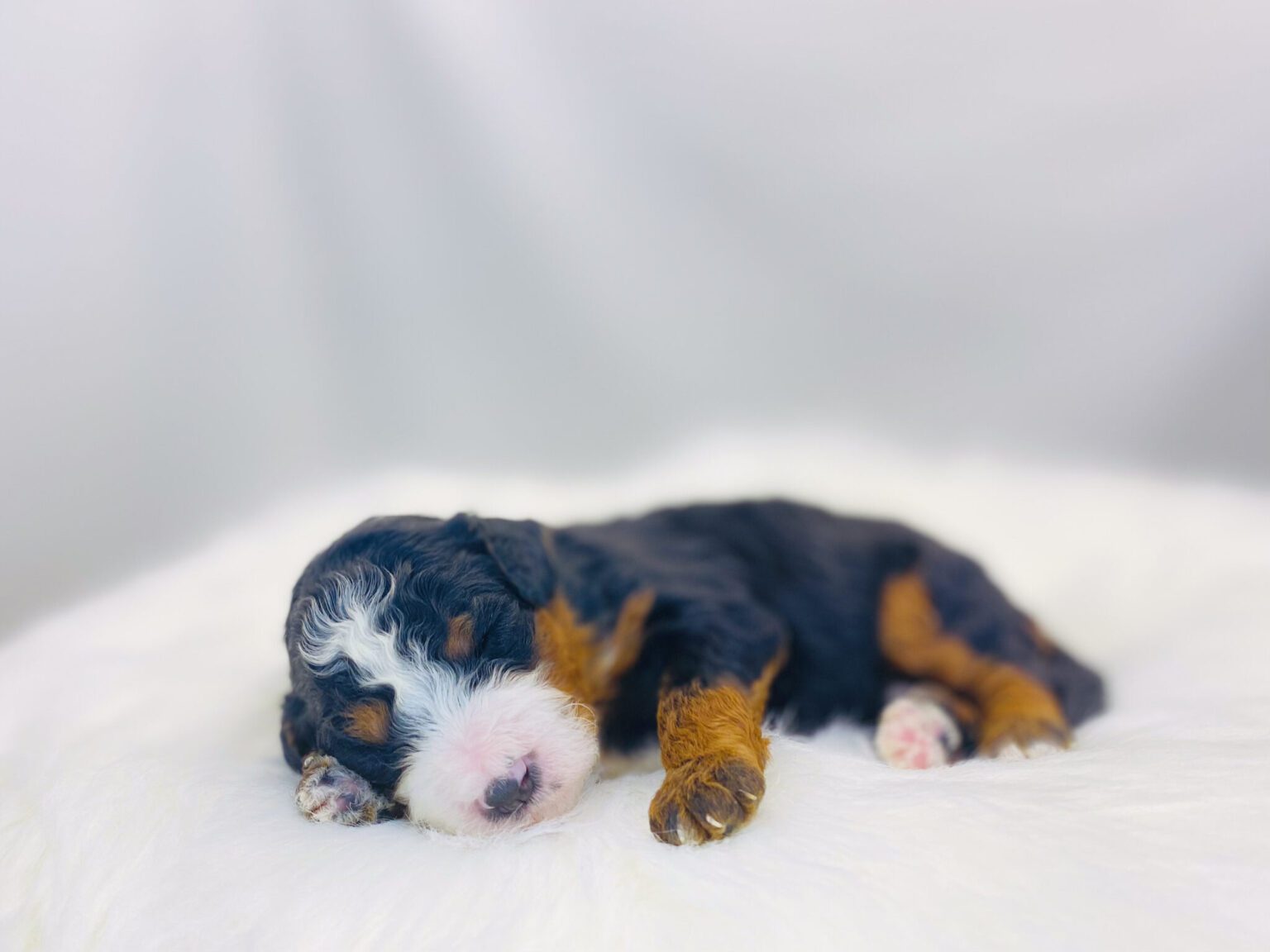I am just a tiny baby and would love to join your family soon! Of course, you can’t see how cute and curly I will be when I get older, so the Dog Club will send updated photos when I am about 6 to 7 weeks old, if you choose to adopt me. Infant puppy deposits are refundable or transferrable.
