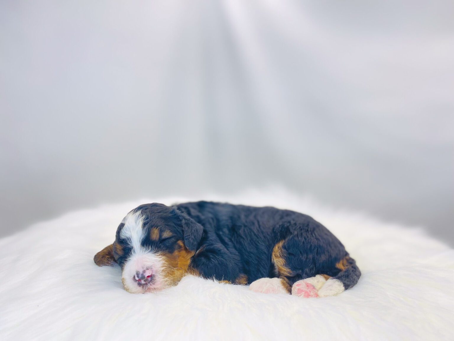 I am just a tiny baby and would love to join your family soon! Of course, you can’t see how cute and curly I will be when I get older, so the Dog Club will send updated photos when I am about 6 to 7 weeks old, if you choose to adopt me. Infant puppy deposits are refundable or transferrable.