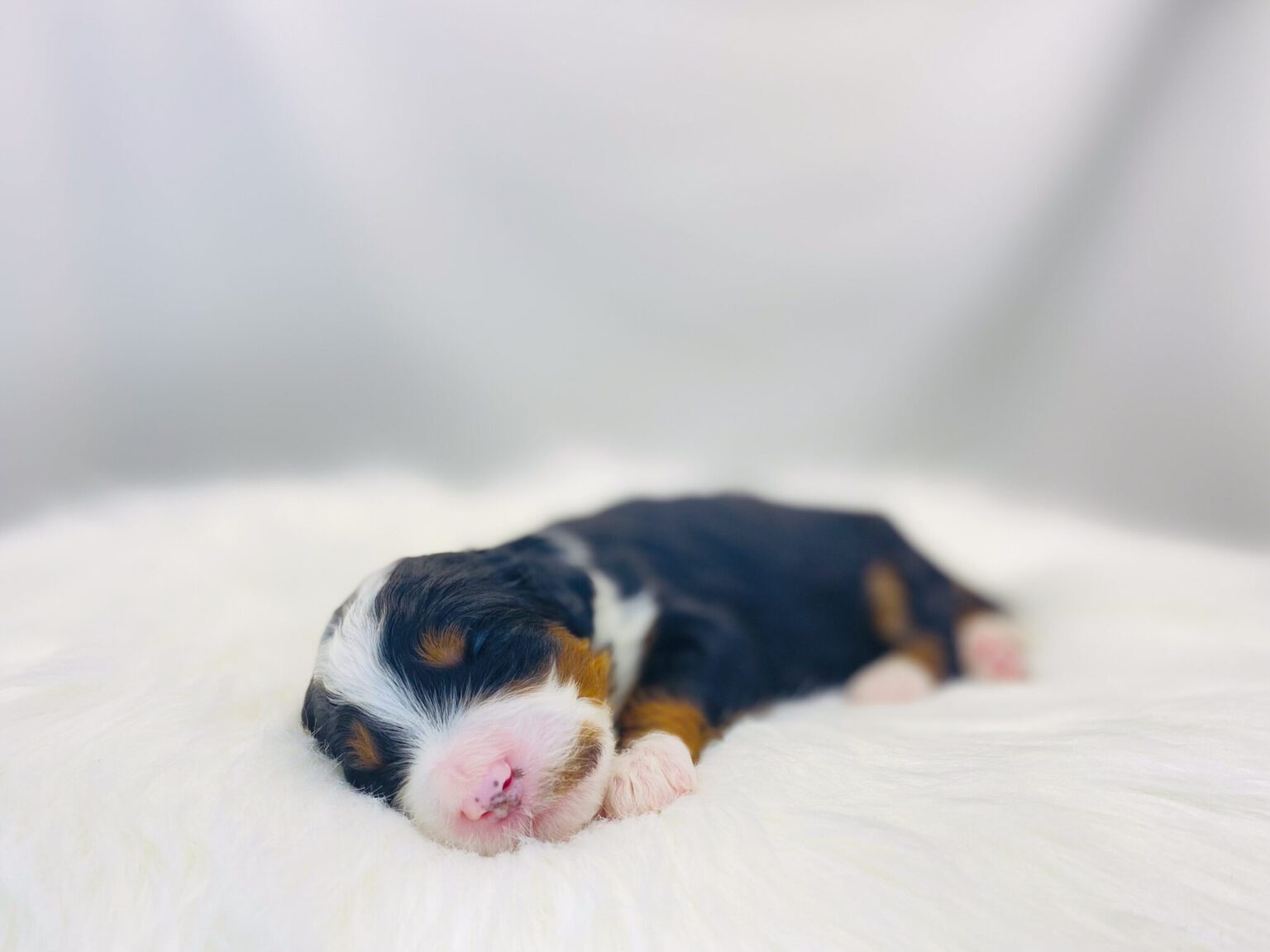 I am just a tiny baby and would love to join your family soon! Of course, you can’t see how cute and curly I will be when I get older, so the Dog Club will send updated photos when I am about 6 to 7 weeks old, if you choose to adopt me. Infant puppy deposits are refundable or transferrable.