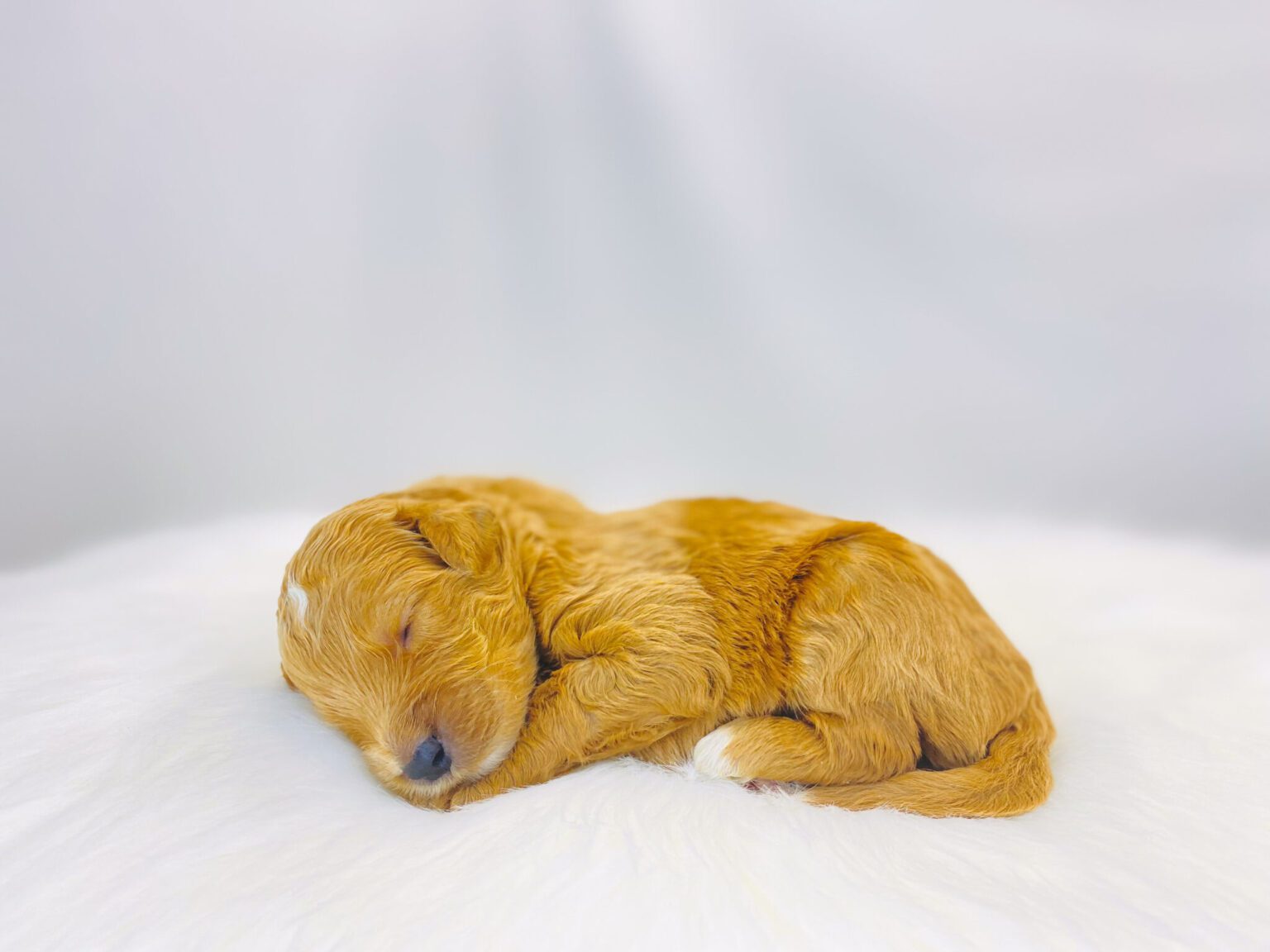 I am just a tiny baby and would love to join your family soon! Of course, you can’t see how cute and curly I will be when I get older, so the Dog Club will send updated photos when I am about 6 to 7 weeks old, if you choose to adopt me. Infant puppy deposits are refundable or transferrable.