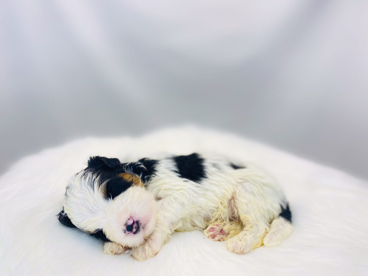 I am just a tiny baby and would love to join your family soon! Of course, you can’t see how cute and curly I will be when I get older, so the Dog Club will send updated photos when I am about 6 to 7 weeks old, if you choose to adopt me. Infant puppy deposits are refundable or transferrable.