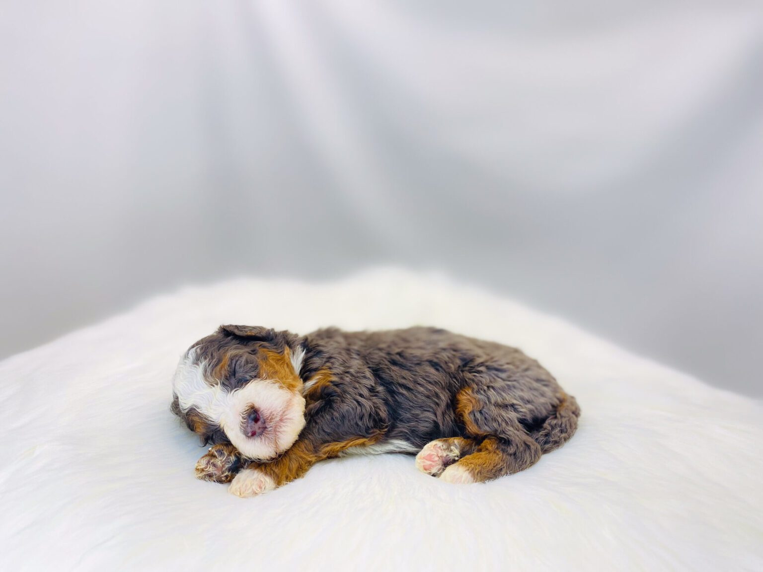 I am just a tiny baby and would love to join your family soon! Of course, you can’t see how cute and curly I will be when I get older, so the Dog Club will send updated photos when I am about 6 to 7 weeks old, if you choose to adopt me. Infant puppy deposits are refundable or transferrable.