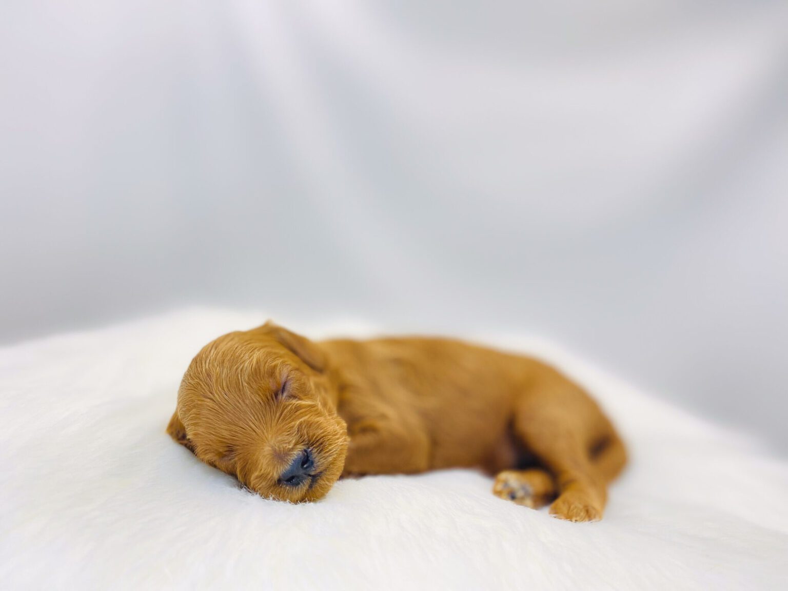 I am just a tiny baby and would love to join your family soon! Of course, you can’t see how cute and curly I will be when I get older, so the Dog Club will send updated photos when I am about 6 to 7 weeks old, if you choose to adopt me. Infant puppy deposits are refundable or transferrable.