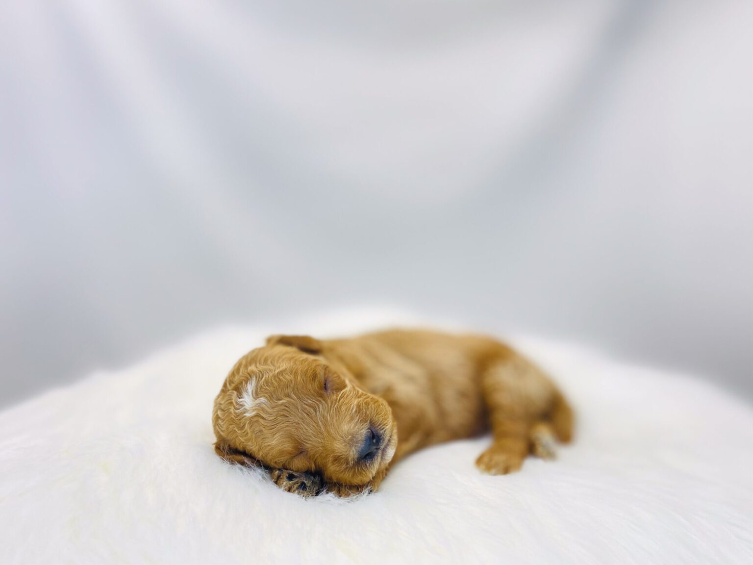 I am just a tiny baby and would love to join your family soon! Of course, you can’t see how cute and curly I will be when I get older, so the Dog Club will send updated photos when I am about 6 to 7 weeks old, if you choose to adopt me. Infant puppy deposits are refundable or transferrable.