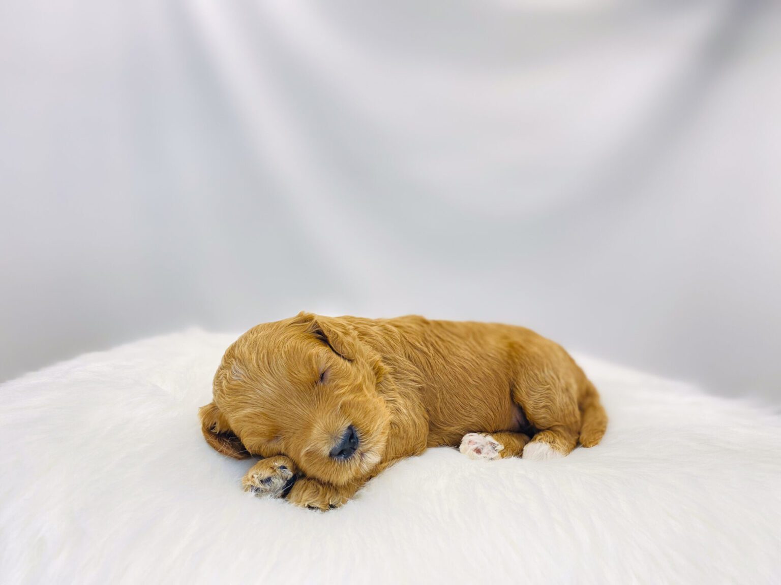I am just a tiny baby and would love to join your family soon! Of course, you can’t see how cute and curly I will be when I get older, so the Dog Club will send updated photos when I am about 6 to 7 weeks old, if you choose to adopt me. Infant puppy deposits are refundable or transferrable.