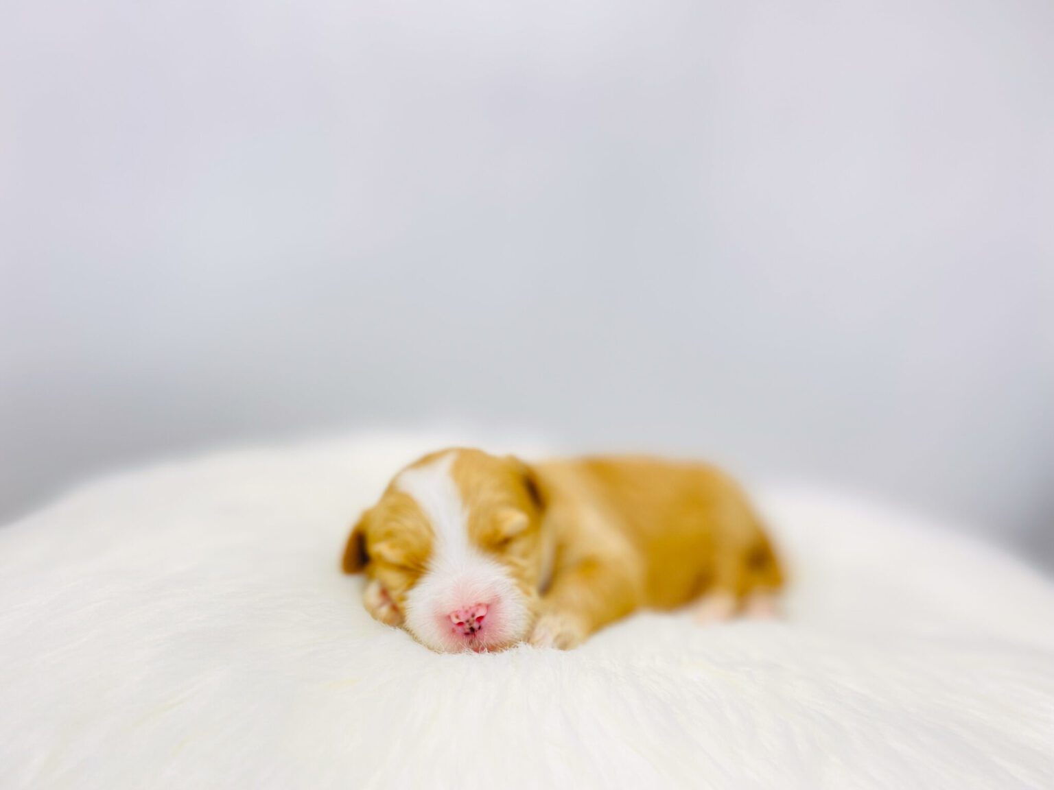 I am just a tiny baby and would love to join your family soon! Of course, you can’t see how cute and curly I will be when I get older, so the Dog Club will send updated photos when I am about 6 to 7 weeks old, if you choose to adopt me. Infant puppy deposits are refundable or transferrable.