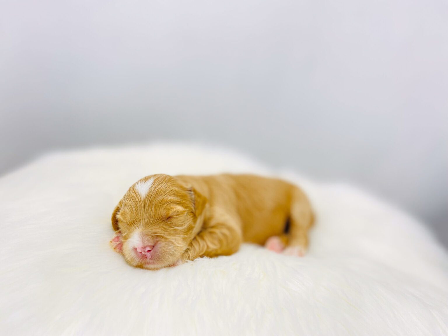 I am just a tiny baby and would love to join your family soon! Of course, you can’t see how cute and curly I will be when I get older, so the Dog Club will send updated photos when I am about 6 to 7 weeks old, if you choose to adopt me. Infant puppy deposits are refundable or transferrable.