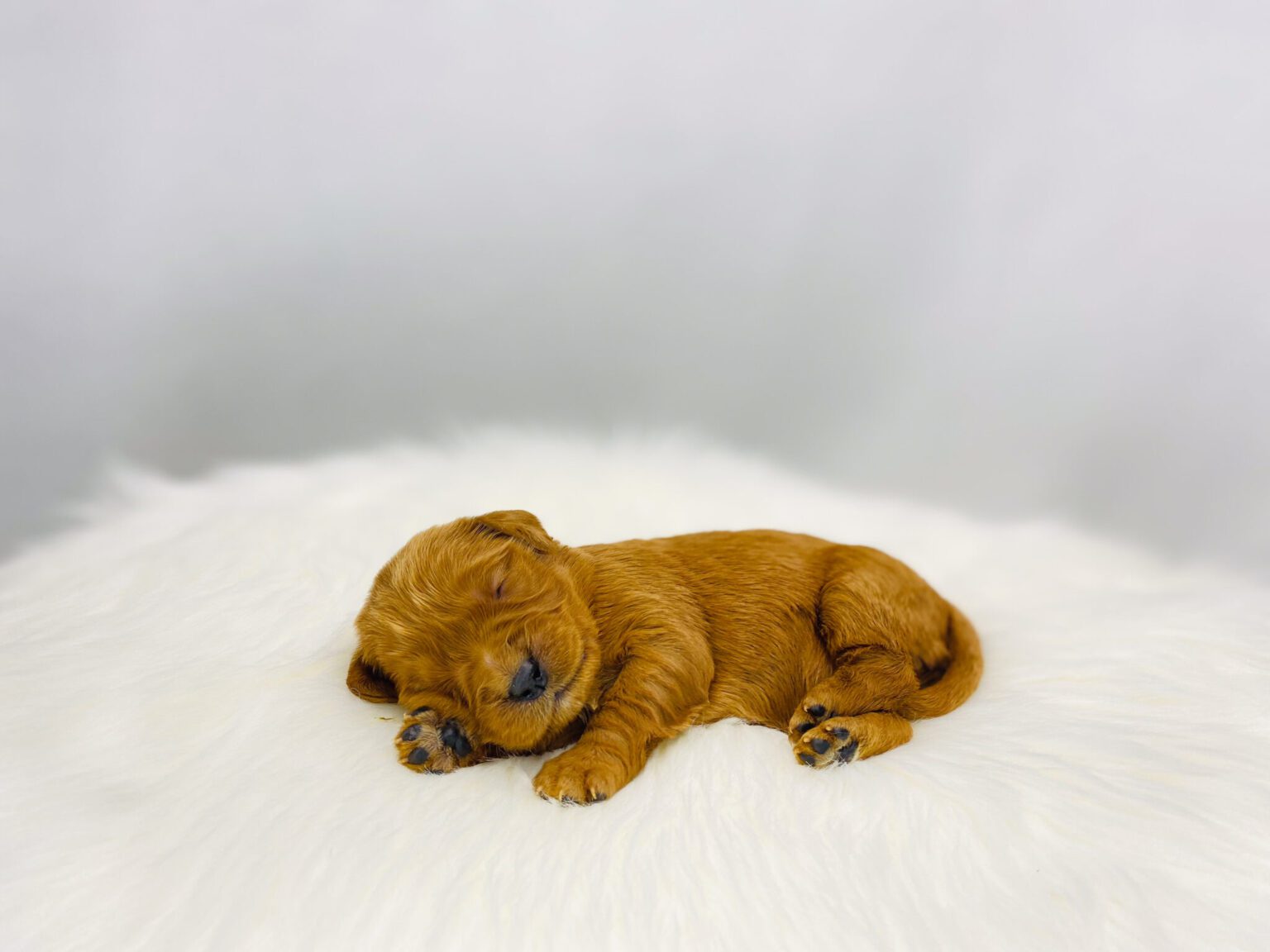 I am just a tiny baby and would love to join your family soon! Of course, you can’t see how cute and curly I will be when I get older, so the Dog Club will send updated photos when I am about 6 to 7 weeks old, if you choose to adopt me. Infant puppy deposits are refundable or transferrable.