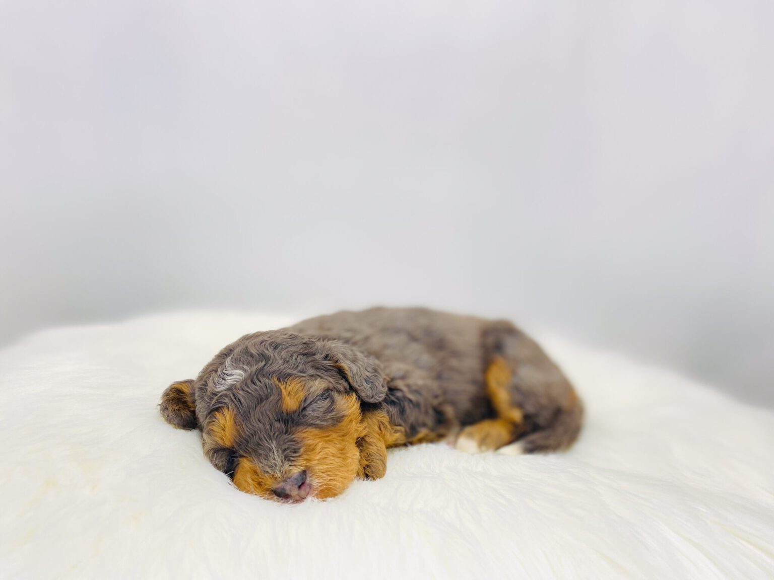 I am just a tiny baby and would love to join your family soon! Of course, you can’t see how cute and curly I will be when I get older, so the Dog Club will send updated photos when I am about 6 to 7 weeks old, if you choose to adopt me. Infant puppy deposits are refundable or transferrable.