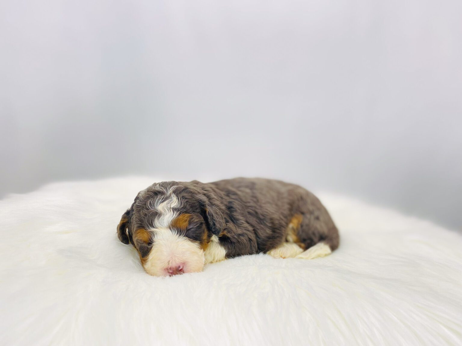 I am just a tiny baby and would love to join your family soon! Of course, you can’t see how cute and curly I will be when I get older, so the Dog Club will send updated photos when I am about 6 to 7 weeks old, if you choose to adopt me. Infant puppy deposits are refundable or transferrable.