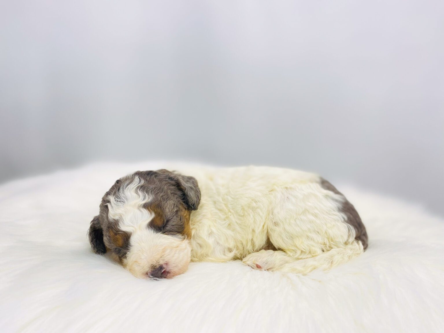 I am just a tiny baby and would love to join your family soon! Of course, you can’t see how cute and curly I will be when I get older, so the Dog Club will send updated photos when I am about 6 to 7 weeks old, if you choose to adopt me. Infant puppy deposits are refundable or transferrable.