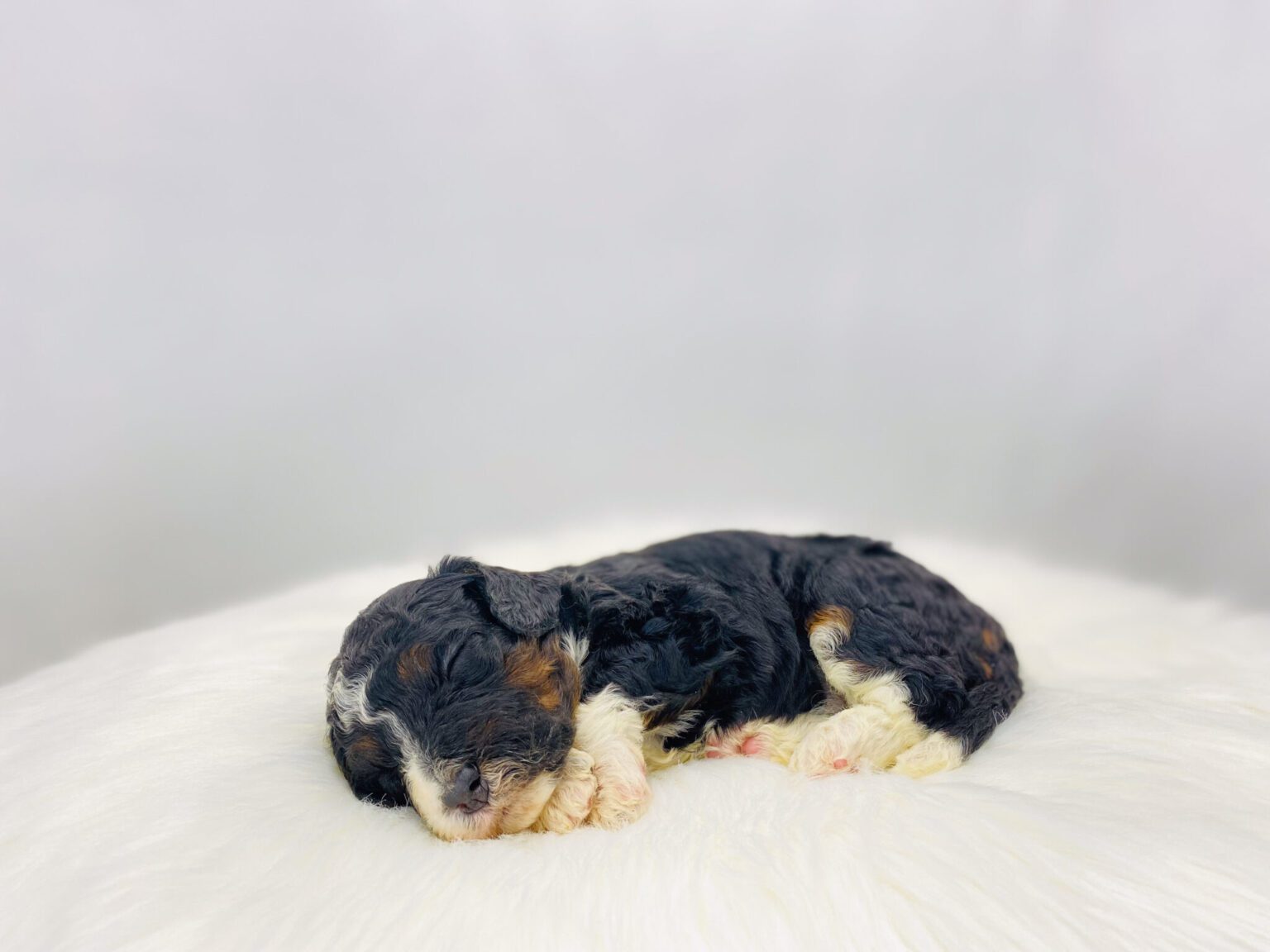 I am just a tiny baby and would love to join your family soon! Of course, you can’t see how cute and curly I will be when I get older, so the Dog Club will send updated photos when I am about 6 to 7 weeks old, if you choose to adopt me. Infant puppy deposits are refundable or transferrable.