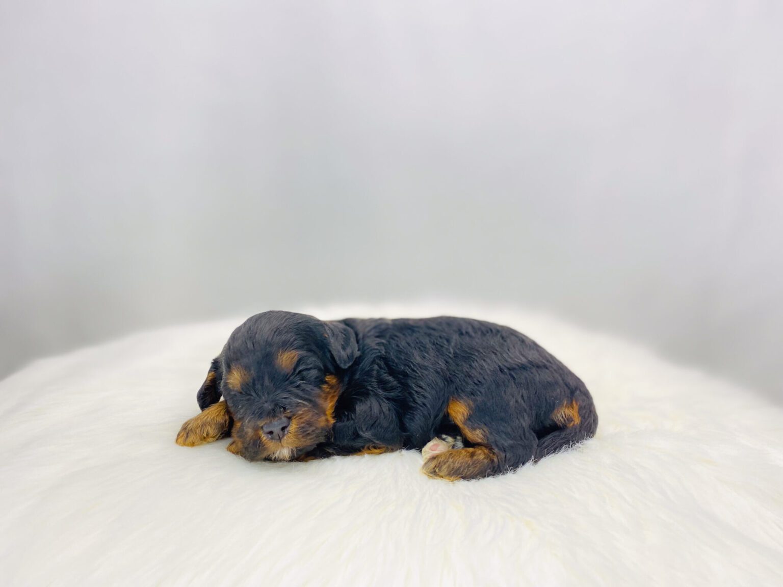 I am just a tiny baby and would love to join your family soon! Of course, you can’t see how cute and curly I will be when I get older, so the Dog Club will send updated photos when I am about 6 to 7 weeks old, if you choose to adopt me. Infant puppy deposits are refundable or transferrable.