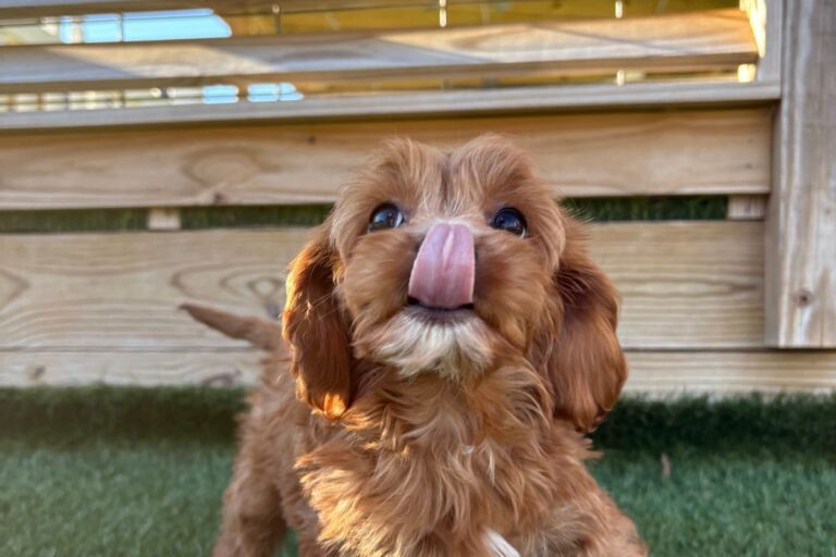 Why OFA Certification Matters For Your Puppy’s Health