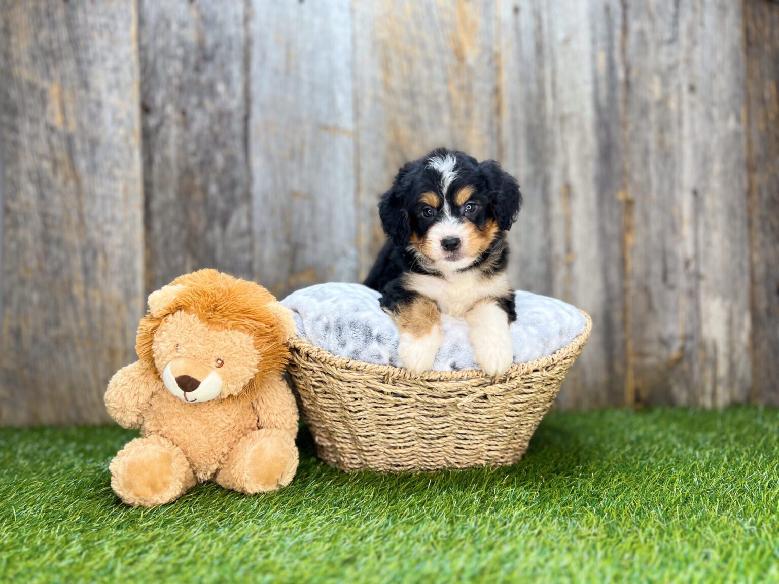 I am just a tiny baby and would love to join your family soon! Of course, you can’t see how cute and curly I will be when I get older, so the Dog Club will send updated photos when I am about 6 to 7 weeks old, if you choose to adopt me. Infant puppy deposits are refundable or transferrable.