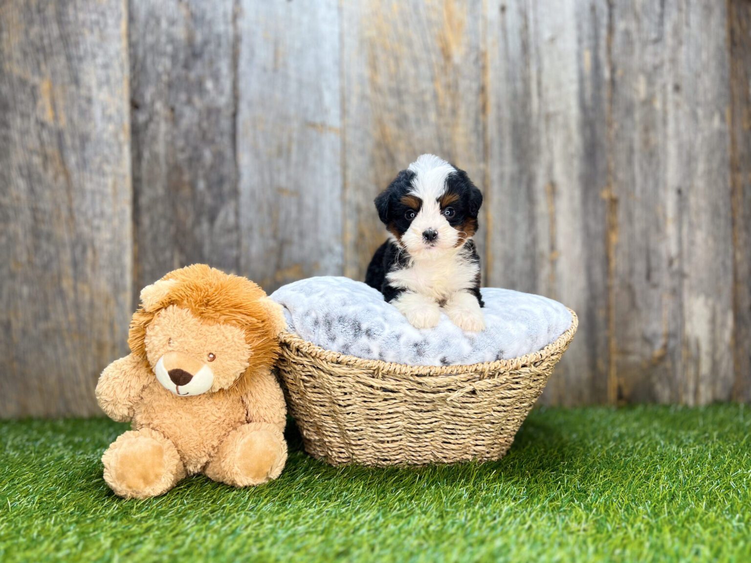 I am just a tiny baby and would love to join your family soon! Of course, you can’t see how cute and curly I will be when I get older, so the Dog Club will send updated photos when I am about 6 to 7 weeks old, if you choose to adopt me. Infant puppy deposits are refundable or transferrable.