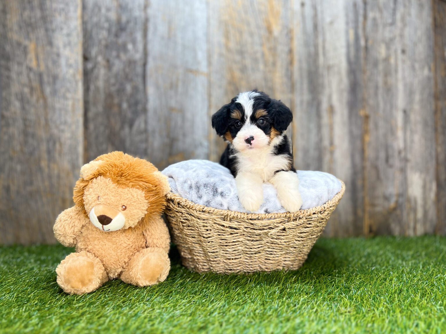 I am just a tiny baby and would love to join your family soon! Of course, you can’t see how cute and curly I will be when I get older, so the Dog Club will send updated photos when I am about 6 to 7 weeks old, if you choose to adopt me. Infant puppy deposits are refundable or transferrable.