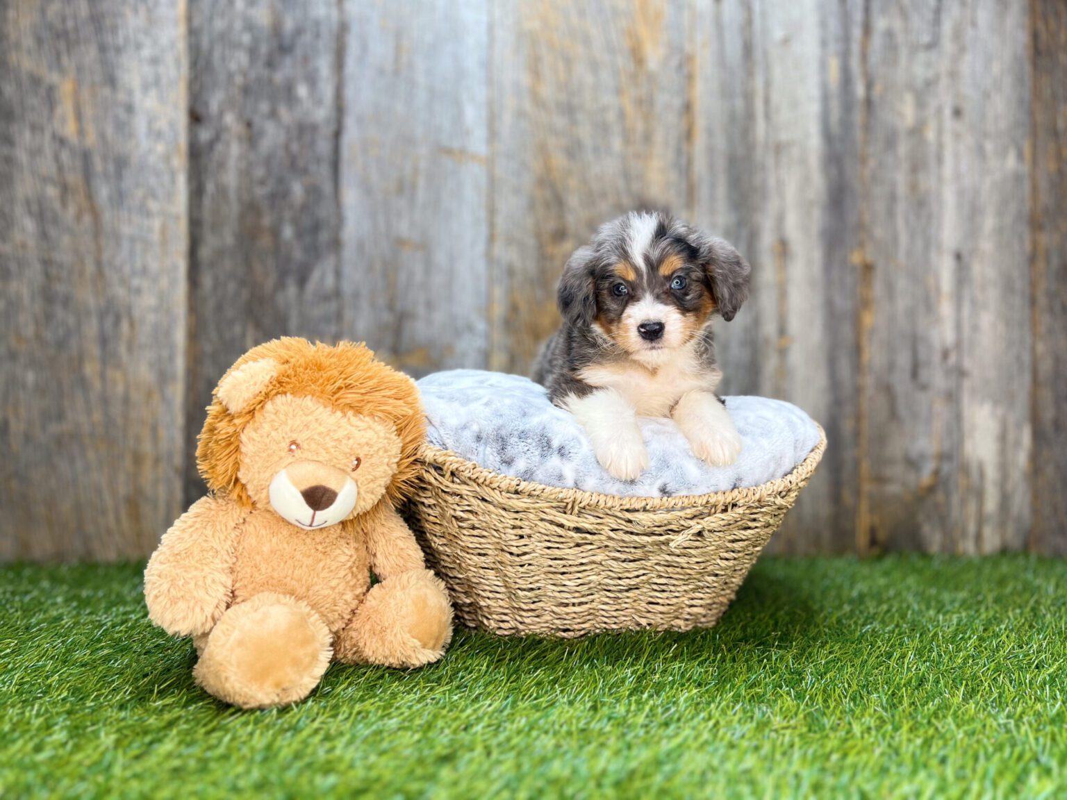 I am just a tiny baby and would love to join your family soon! Of course, you can’t see how cute and curly I will be when I get older, so the Dog Club will send updated photos when I am about 6 to 7 weeks old, if you choose to adopt me. Infant puppy deposits are refundable or transferrable.