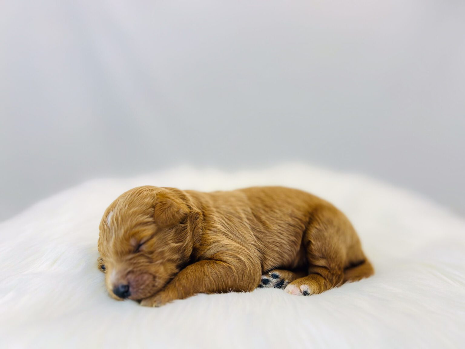 I am just a tiny baby and would love to join your family soon! Of course, you can’t see how cute and curly I will be when I get older, so the Dog Club will send updated photos when I am about 6 to 7 weeks old, if you choose to adopt me. Infant puppy deposits are refundable or transferrable.