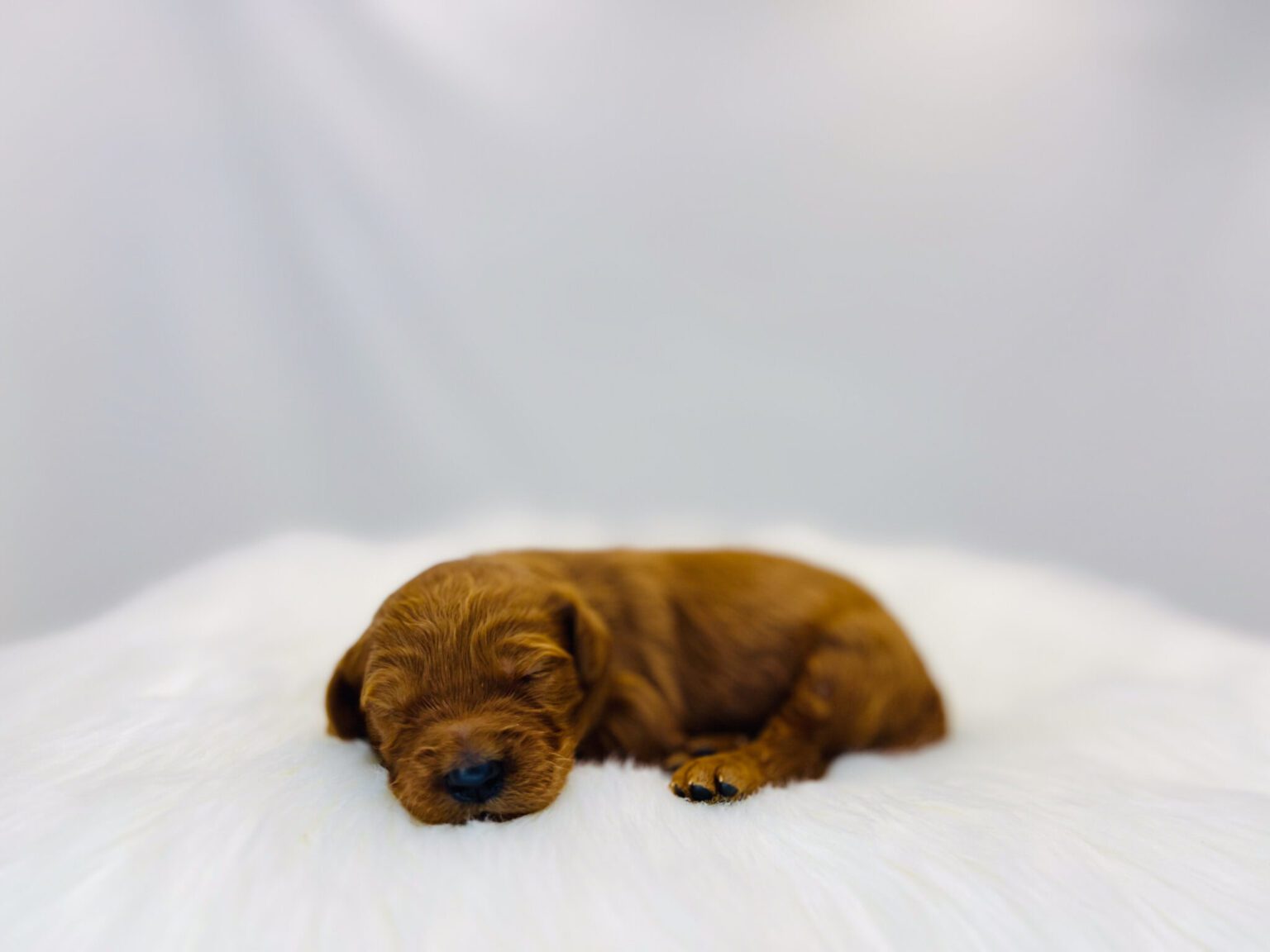 I am just a tiny baby and would love to join your family soon! Of course, you can’t see how cute and curly I will be when I get older, so the Dog Club will send updated photos when I am about 6 to 7 weeks old, if you choose to adopt me. Infant puppy deposits are refundable or transferrable.
