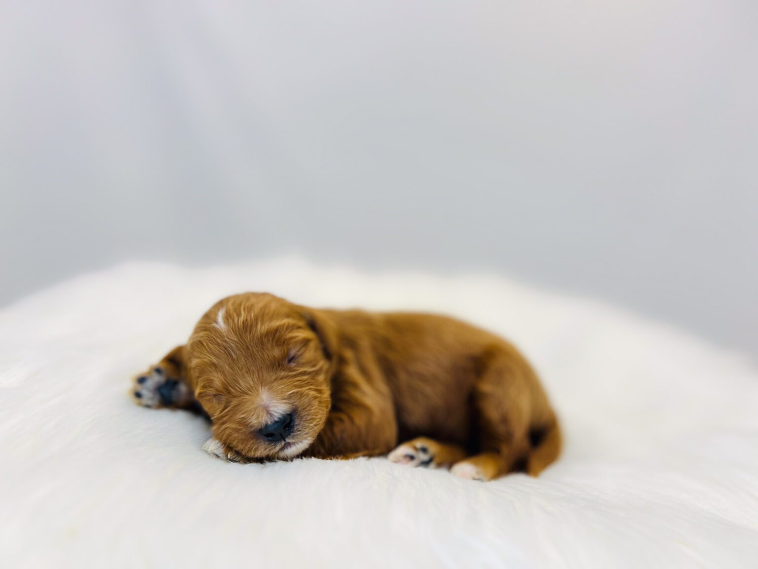 I am just a tiny baby and would love to join your family soon! Of course, you can’t see how cute and curly I will be when I get older, so the Dog Club will send updated photos when I am about 6 to 7 weeks old, if you choose to adopt me. Infant puppy deposits are refundable or transferrable.
