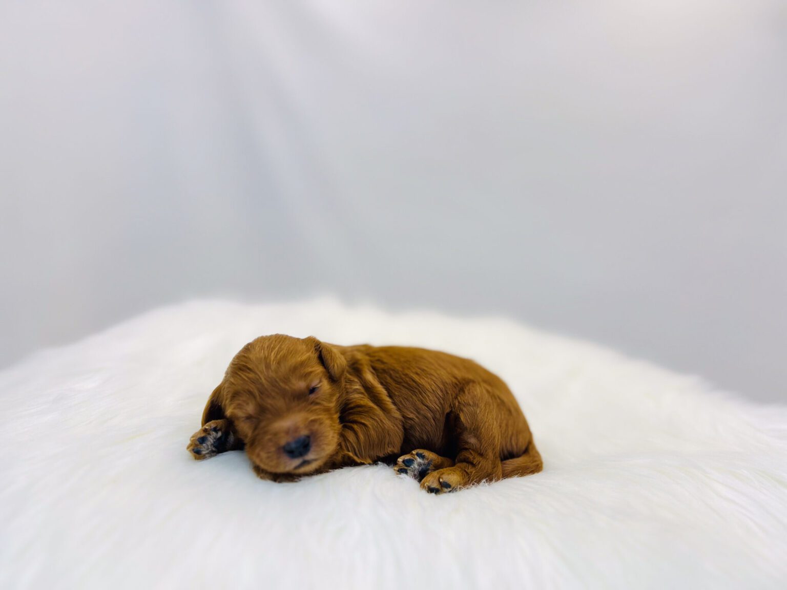 I am just a tiny baby and would love to join your family soon! Of course, you can’t see how cute and curly I will be when I get older, so the Dog Club will send updated photos when I am about 6 to 7 weeks old, if you choose to adopt me. Infant puppy deposits are refundable or transferrable.