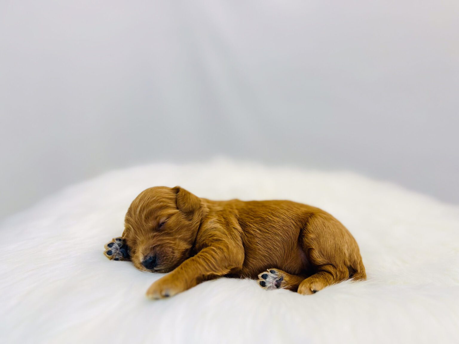 I am just a tiny baby and would love to join your family soon! Of course, you can’t see how cute and curly I will be when I get older, so the Dog Club will send updated photos when I am about 6 to 7 weeks old, if you choose to adopt me. Infant puppy deposits are refundable or transferrable.