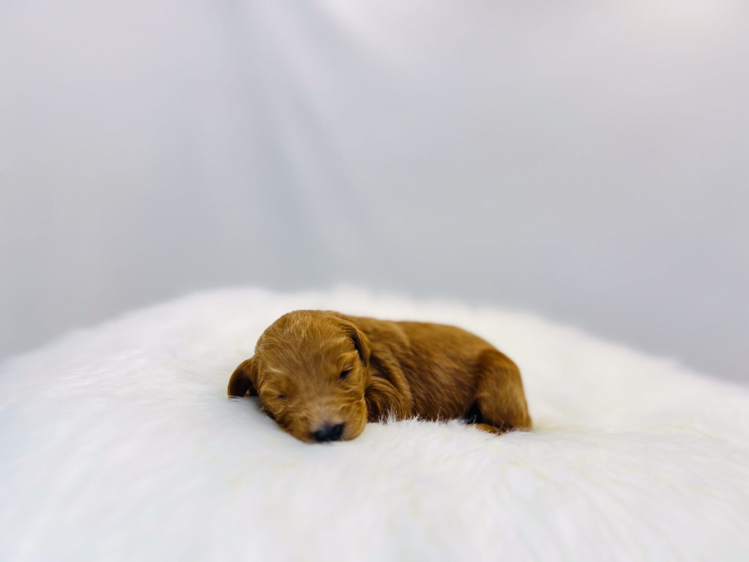 I am just a tiny baby and would love to join your family soon! Of course, you can’t see how cute and curly I will be when I get older, so the Dog Club will send updated photos when I am about 6 to 7 weeks old, if you choose to adopt me. Infant puppy deposits are refundable or transferrable.