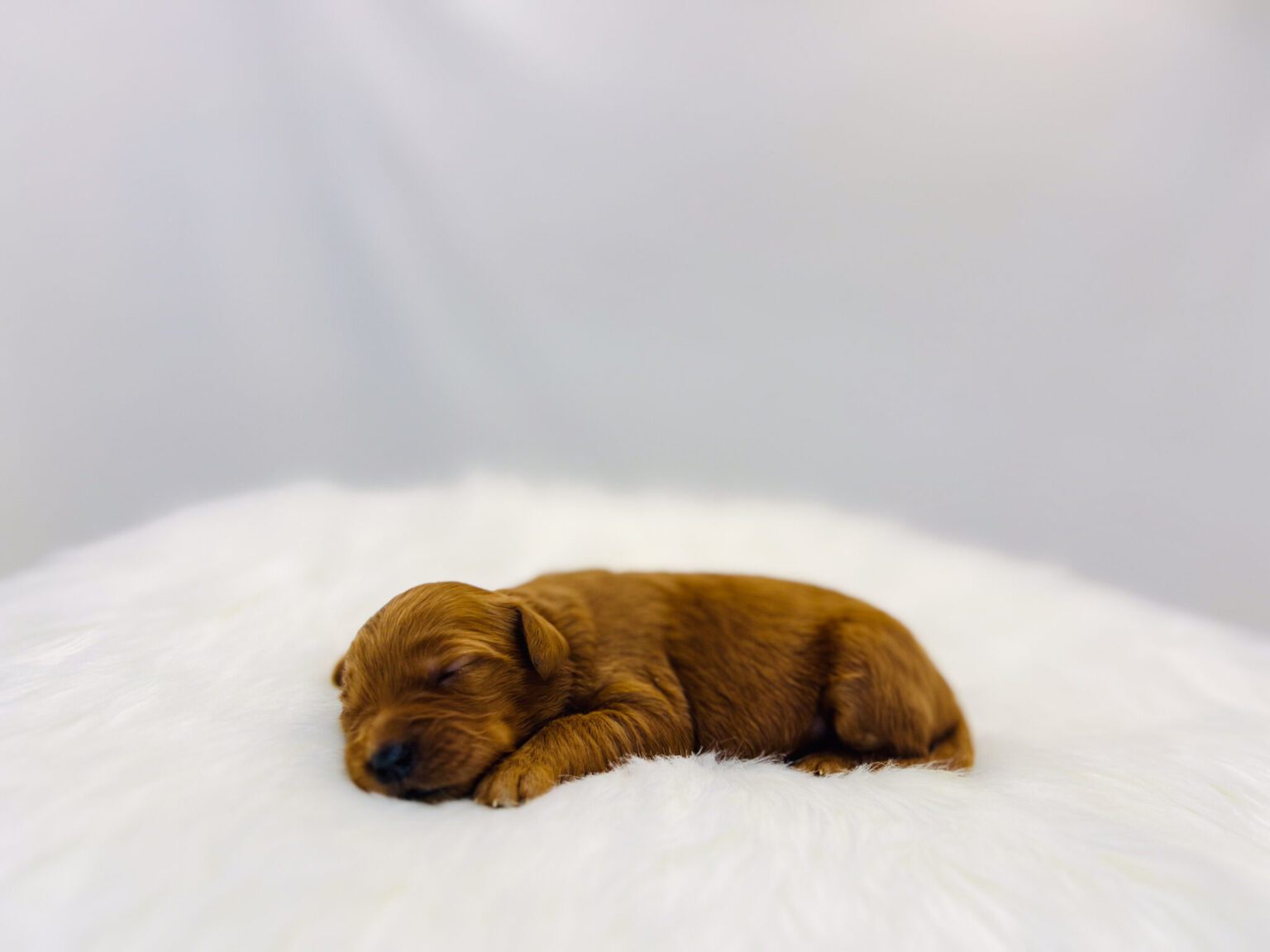 I am just a tiny baby and would love to join your family soon! Of course, you can’t see how cute and curly I will be when I get older, so the Dog Club will send updated photos when I am about 6 to 7 weeks old, if you choose to adopt me. Infant puppy deposits are refundable or transferrable.