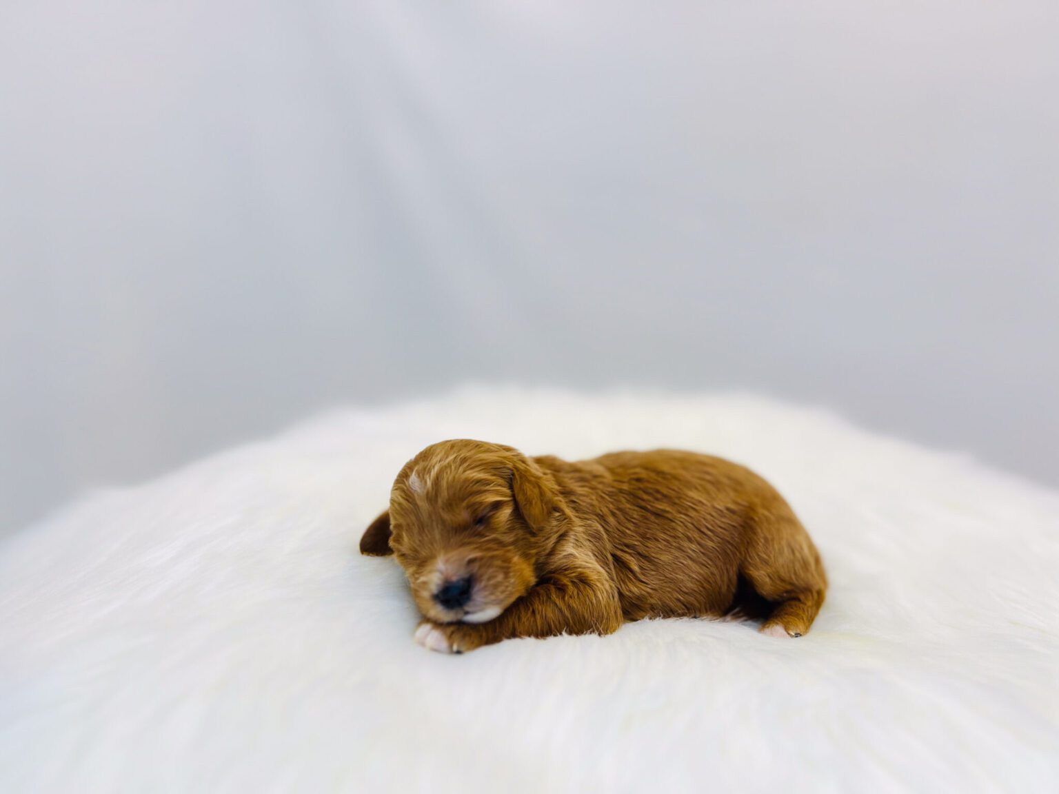 I am just a tiny baby and would love to join your family soon! Of course, you can’t see how cute and curly I will be when I get older, so the Dog Club will send updated photos when I am about 6 to 7 weeks old, if you choose to adopt me. Infant puppy deposits are refundable or transferrable.
