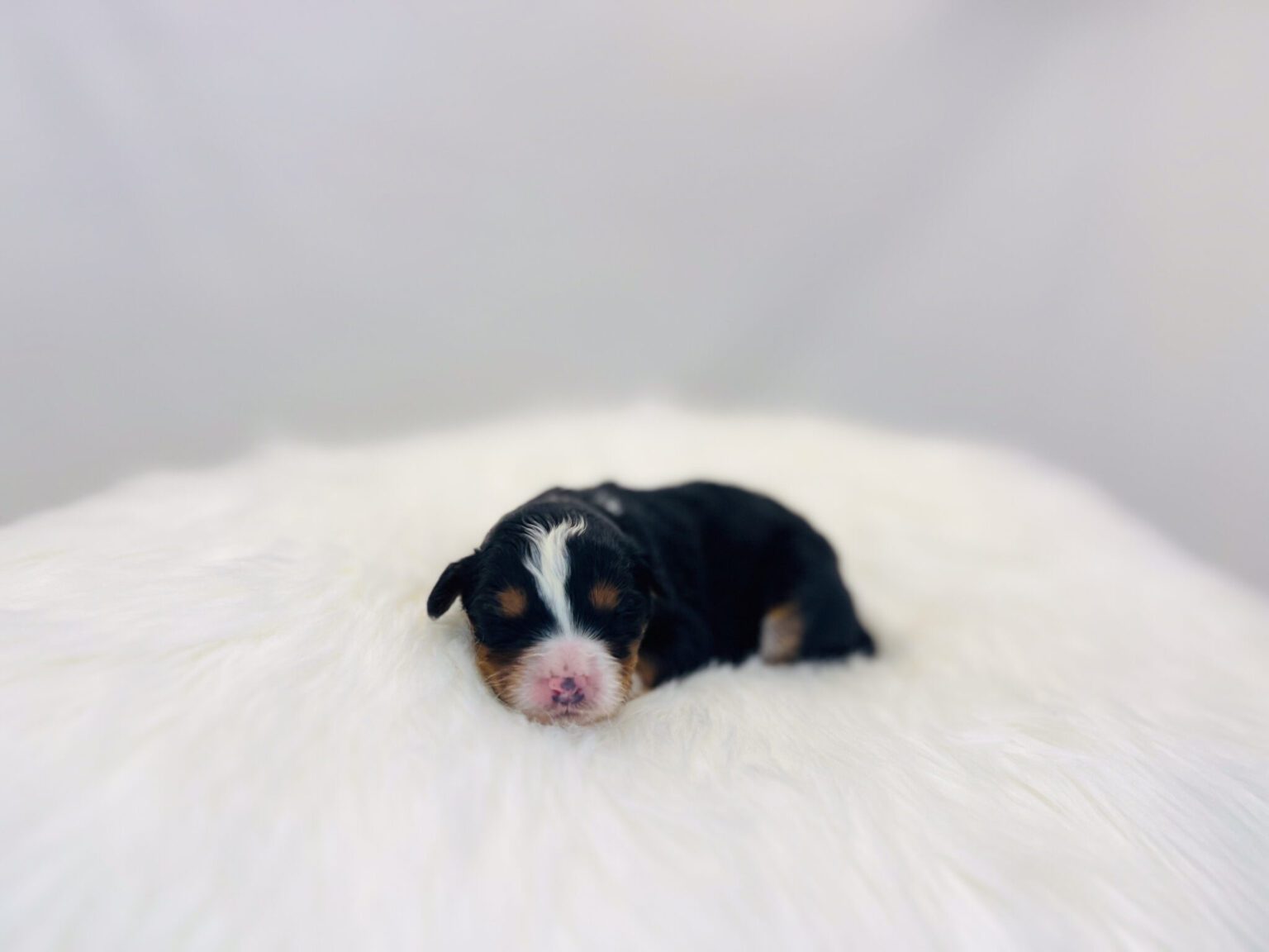 I am just a tiny baby and would love to join your family soon! Of course, you can’t see how cute and curly I will be when I get older, so the Dog Club will send updated photos when I am about 6 to 7 weeks old, if you choose to adopt me. Infant puppy deposits are refundable or transferrable.