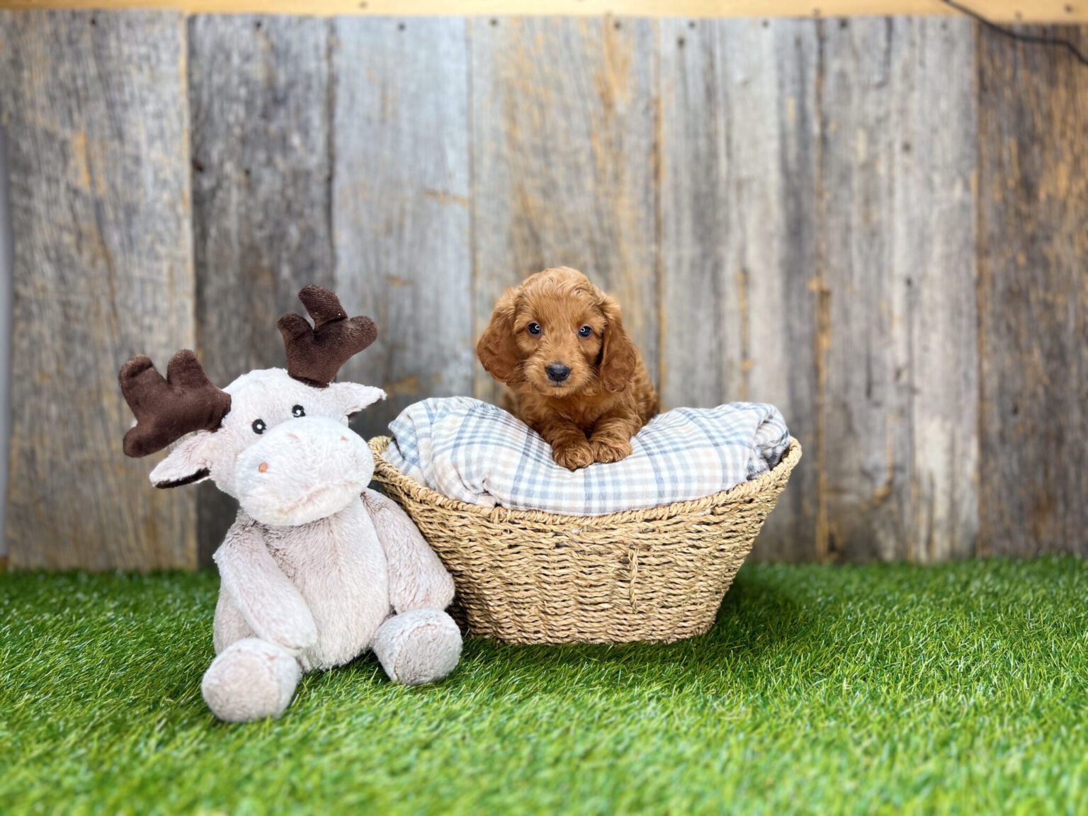 I am just a tiny baby and would love to join your family soon! Of course, you can’t see how cute and curly I will be when I get older, so the Dog Club will send updated photos when I am about 6 to 7 weeks old, if you choose to adopt me. Infant puppy deposits are refundable or transferrable.