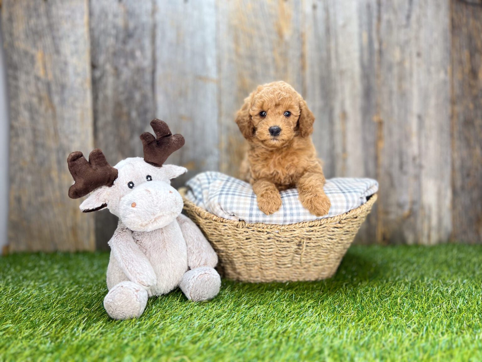 I am just a tiny baby and would love to join your family soon! Of course, you can’t see how cute and curly I will be when I get older, so the Dog Club will send updated photos when I am about 6 to 7 weeks old, if you choose to adopt me. Infant puppy deposits are refundable or transferrable.