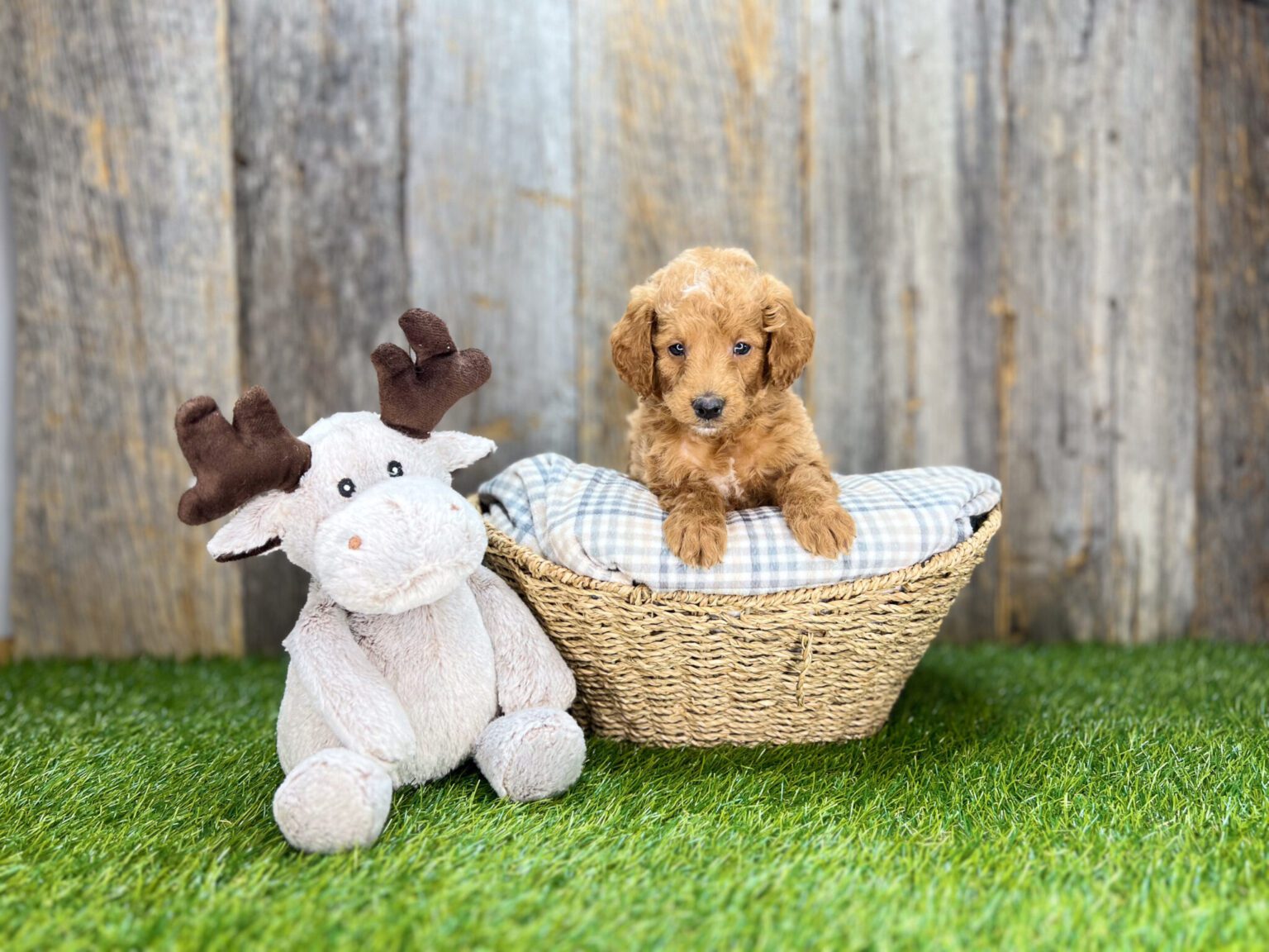 I am just a tiny baby and would love to join your family soon! Of course, you can’t see how cute and curly I will be when I get older, so the Dog Club will send updated photos when I am about 6 to 7 weeks old, if you choose to adopt me. Infant puppy deposits are refundable or transferrable.