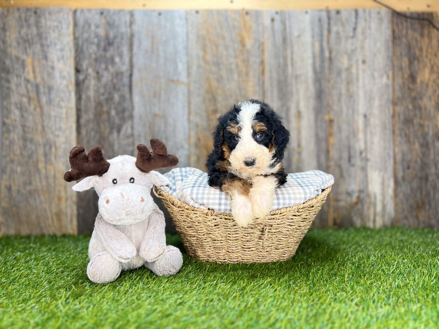 I am just a tiny baby and would love to join your family soon! Of course, you can’t see how cute and curly I will be when I get older, so the Dog Club will send updated photos when I am about 6 to 7 weeks old, if you choose to adopt me. Infant puppy deposits are refundable or transferrable.