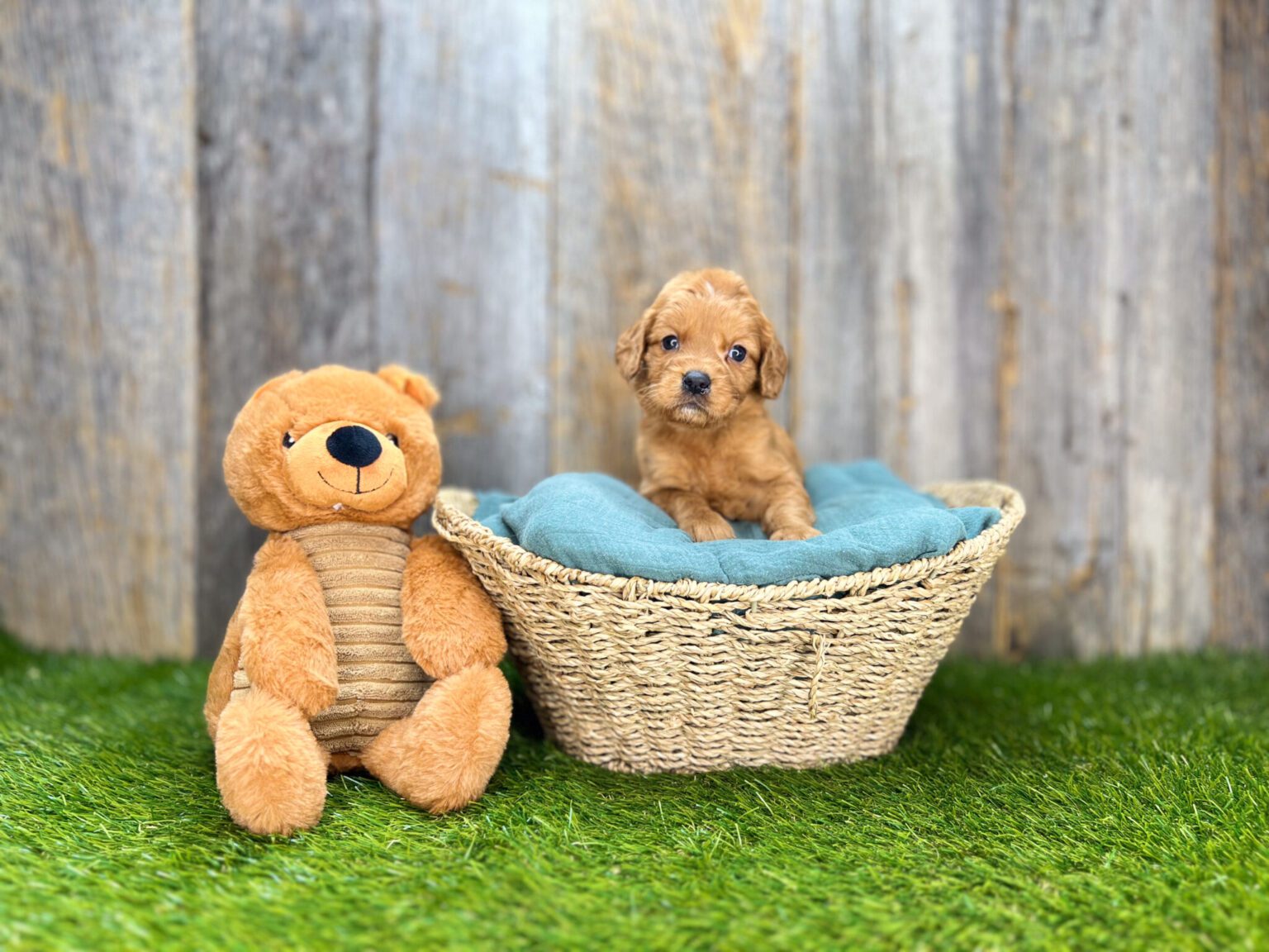 I am just a tiny baby and would love to join your family soon! Of course, you can’t see how cute and curly I will be when I get older, so the Dog Club will send updated photos when I am about 6 to 7 weeks old, if you choose to adopt me. Infant puppy deposits are refundable or transferrable.