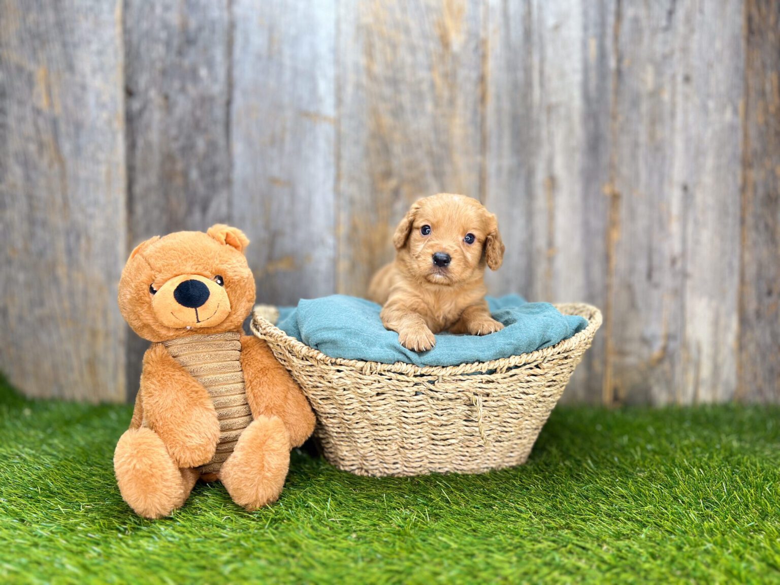 I am just a tiny baby and would love to join your family soon! Of course, you can’t see how cute and curly I will be when I get older, so the Dog Club will send updated photos when I am about 6 to 7 weeks old, if you choose to adopt me. Infant puppy deposits are refundable or transferrable.