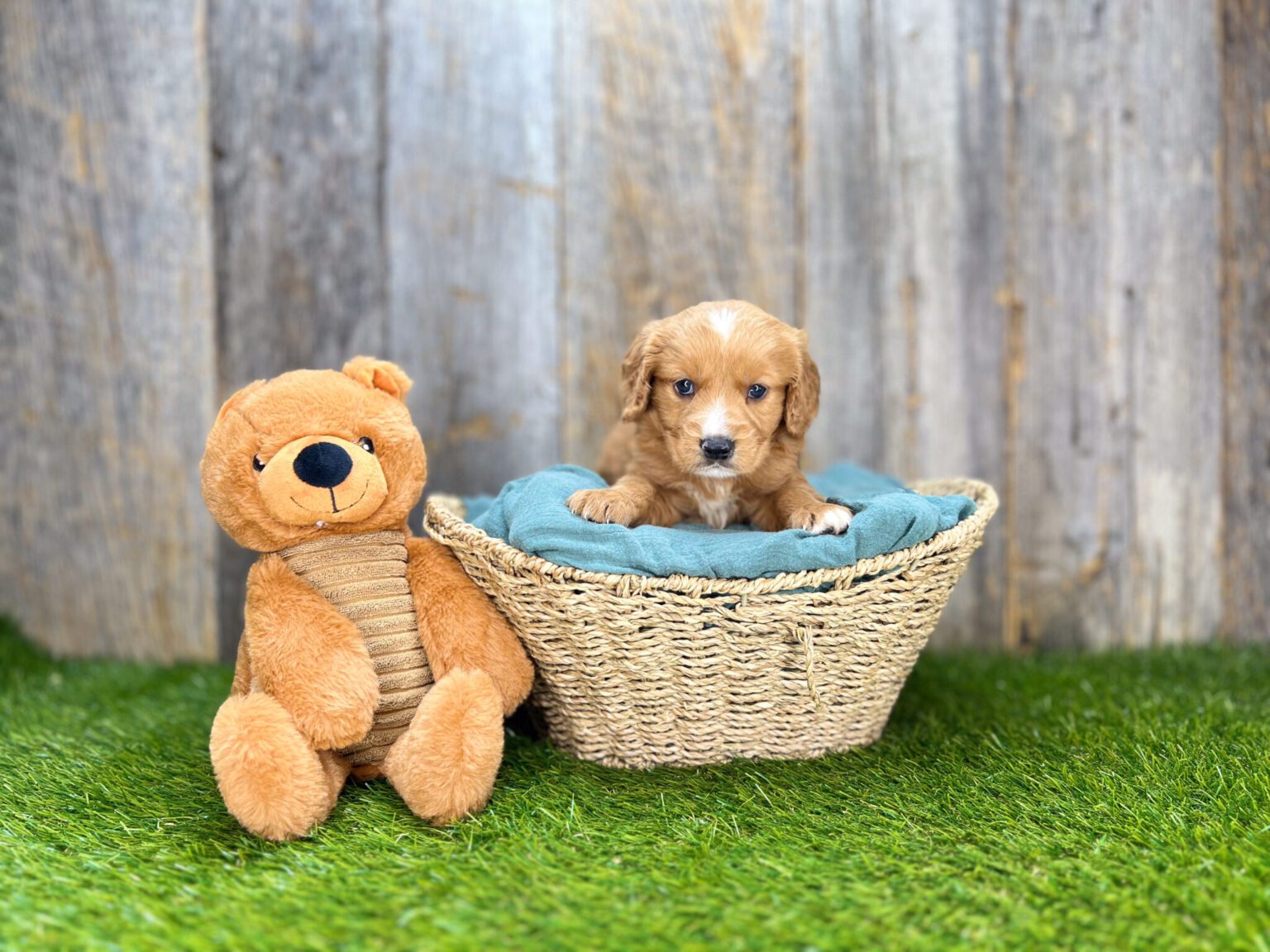 I am just a tiny baby and would love to join your family soon! Of course, you can’t see how cute and curly I will be when I get older, so the Dog Club will send updated photos when I am about 6 to 7 weeks old, if you choose to adopt me. Infant puppy deposits are refundable or transferrable.