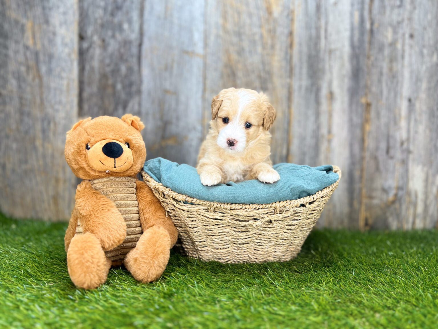I am just a tiny baby and would love to join your family soon! Of course, you can’t see how cute and curly I will be when I get older, so the Dog Club will send updated photos when I am about 6 to 7 weeks old, if you choose to adopt me. Infant puppy deposits are refundable or transferrable.