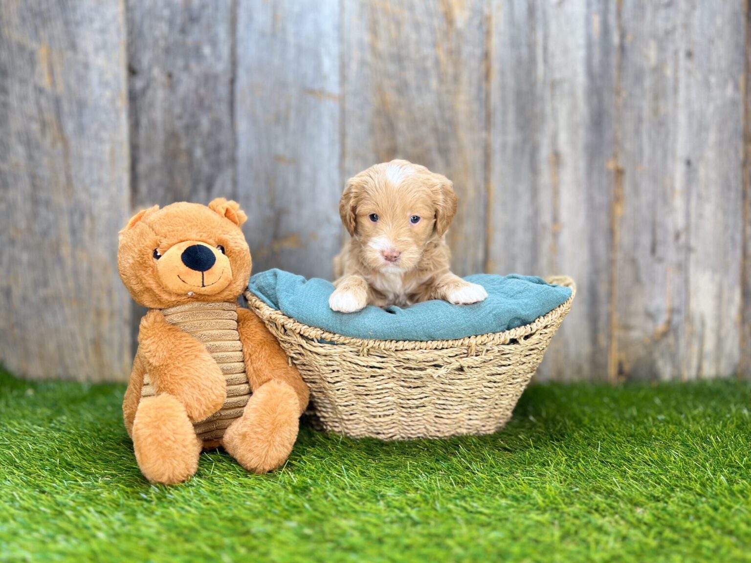 I am just a tiny baby and would love to join your family soon! Of course, you can’t see how cute and curly I will be when I get older, so the Dog Club will send updated photos when I am about 6 to 7 weeks old, if you choose to adopt me. Infant puppy deposits are refundable or transferrable.